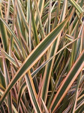 PHORMIUM Golden Ray